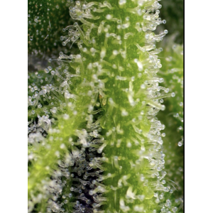 Sweet Gelato Auto. Photo 3